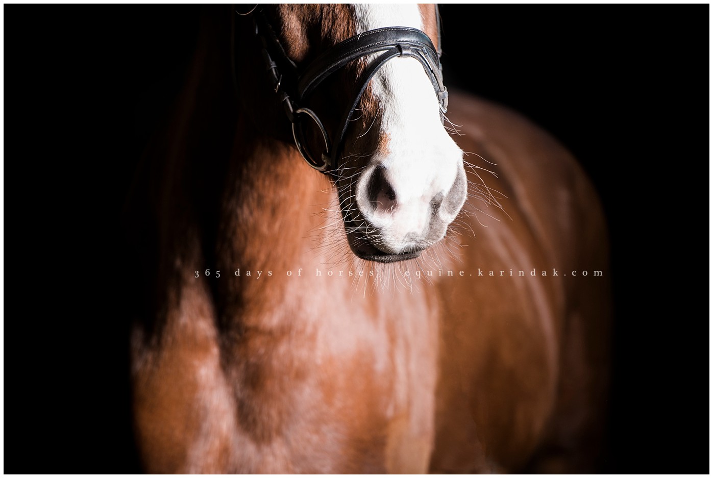 San Antonio Equine Photographer | Karinda K Texas Equine Photography | equine.test.karindak.com
