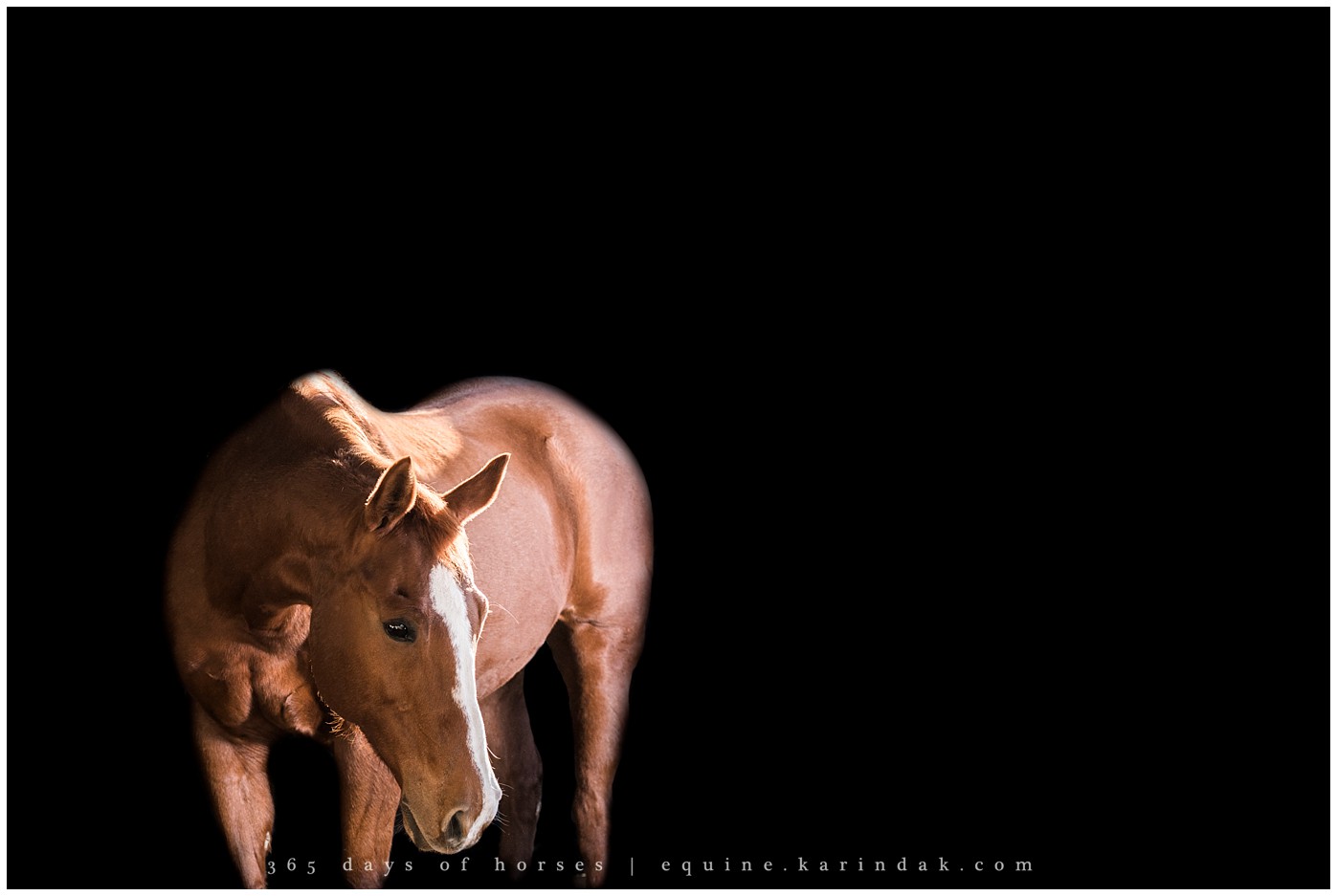 Texas Equine Photographer | Karinda K Texas Equine Photography | equine.test.karindak.com