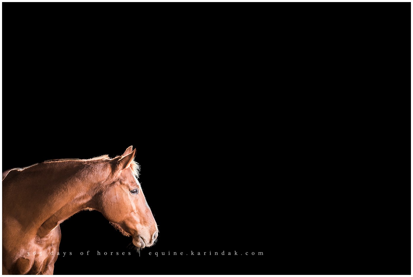 Texas Equine Photographer | Karinda K Texas Equine Photography | equine.test.karindak.com