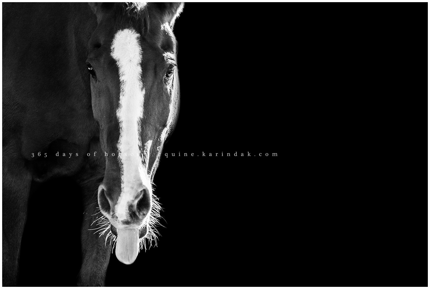 San Antonio Equine Photographer | Karinda K Texas Equine Photography | equine.test.karindak.com