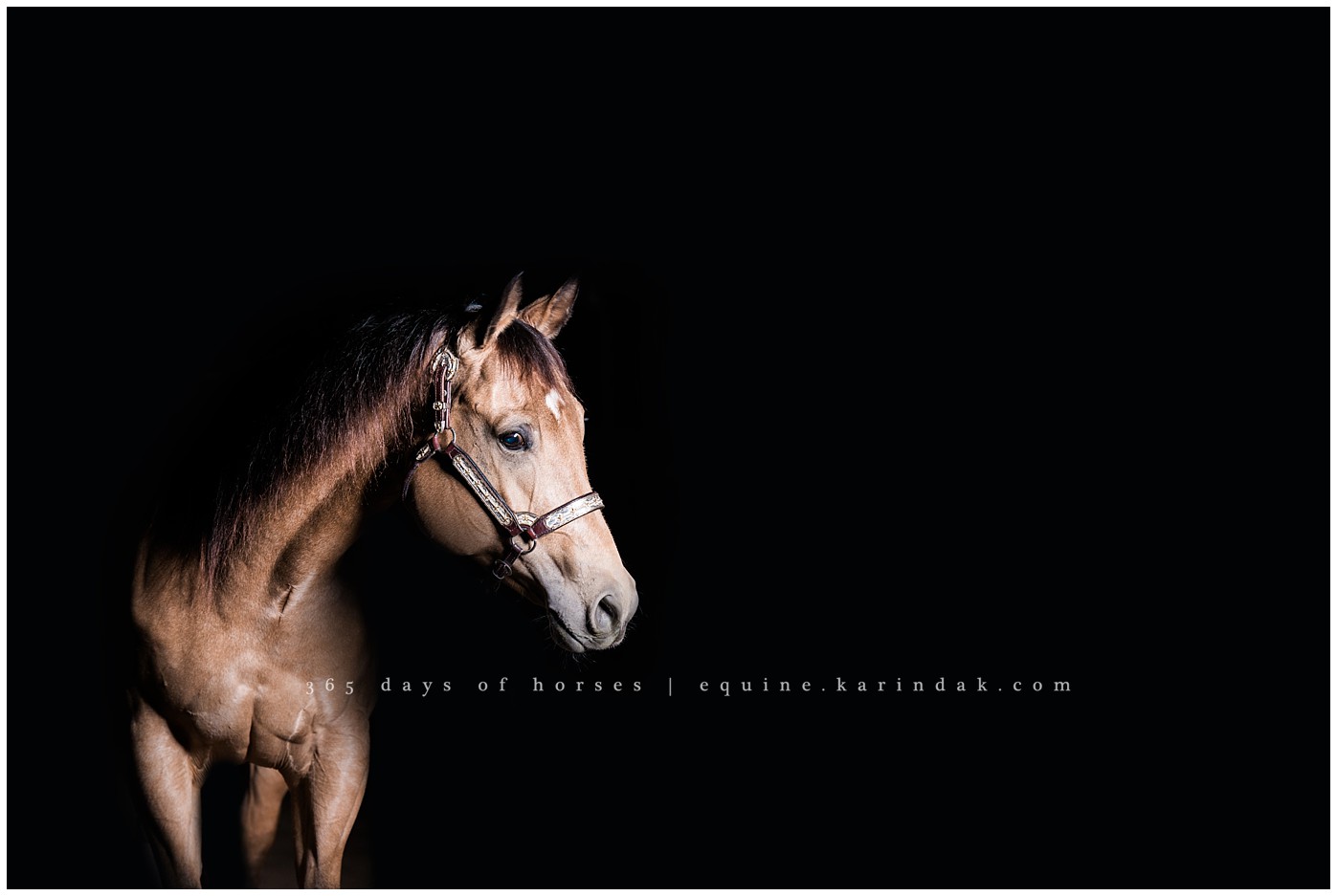 Texas Equine Photographer | Karinda K Texas Equine Photography | equine.test.karindak.com