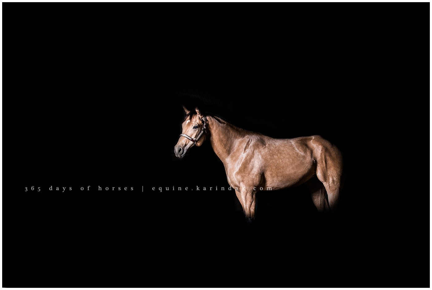 Black Background Horse Pictures Texas