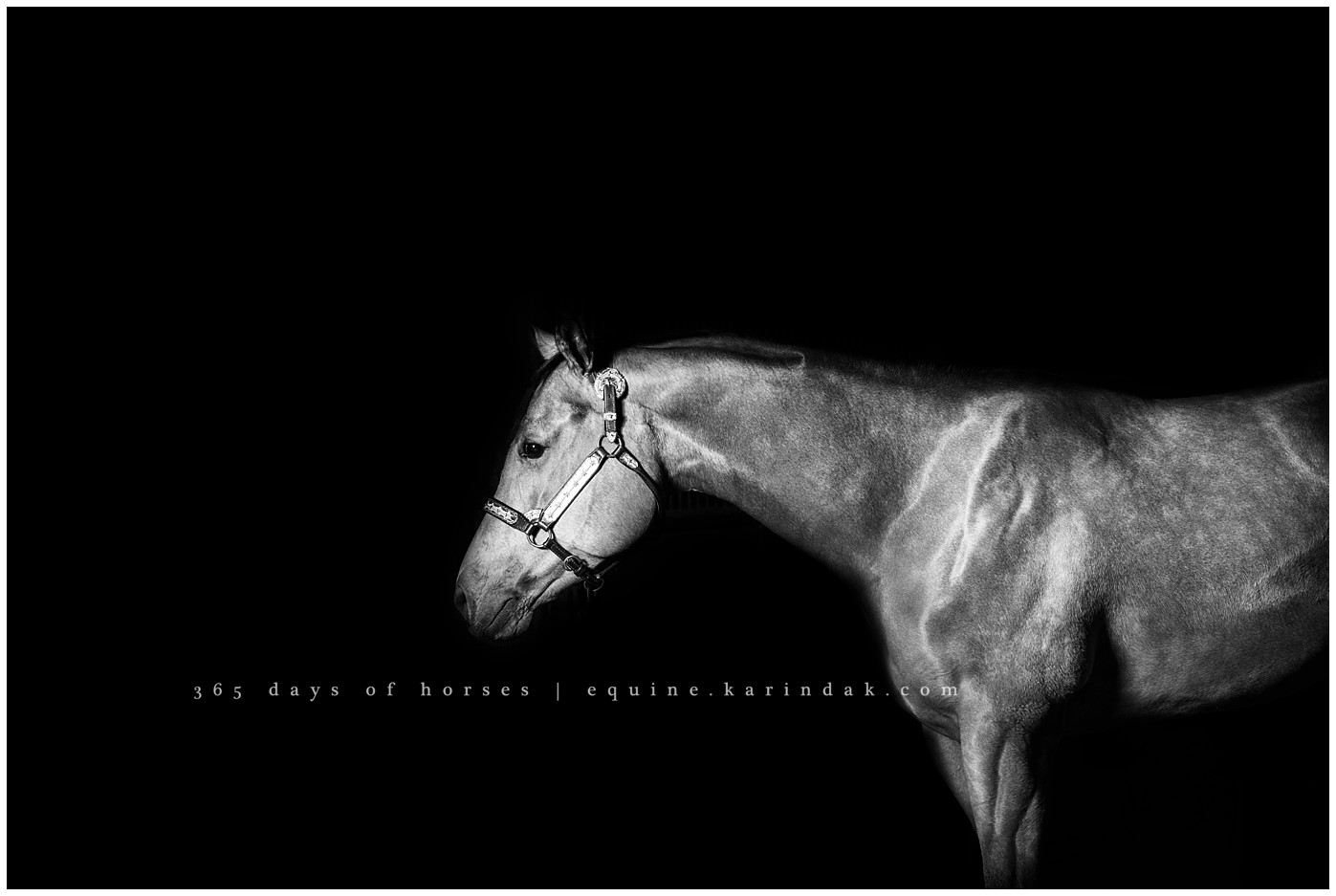 College Station Equine Photographer | Karinda K Texas Equine Photography | equine.test.karindak.com