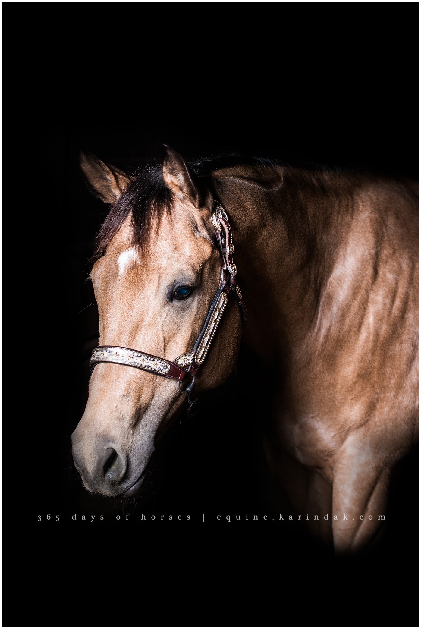 College Station Equine Photographer | Karinda K Texas Equine Photography | equine.test.karindak.com
