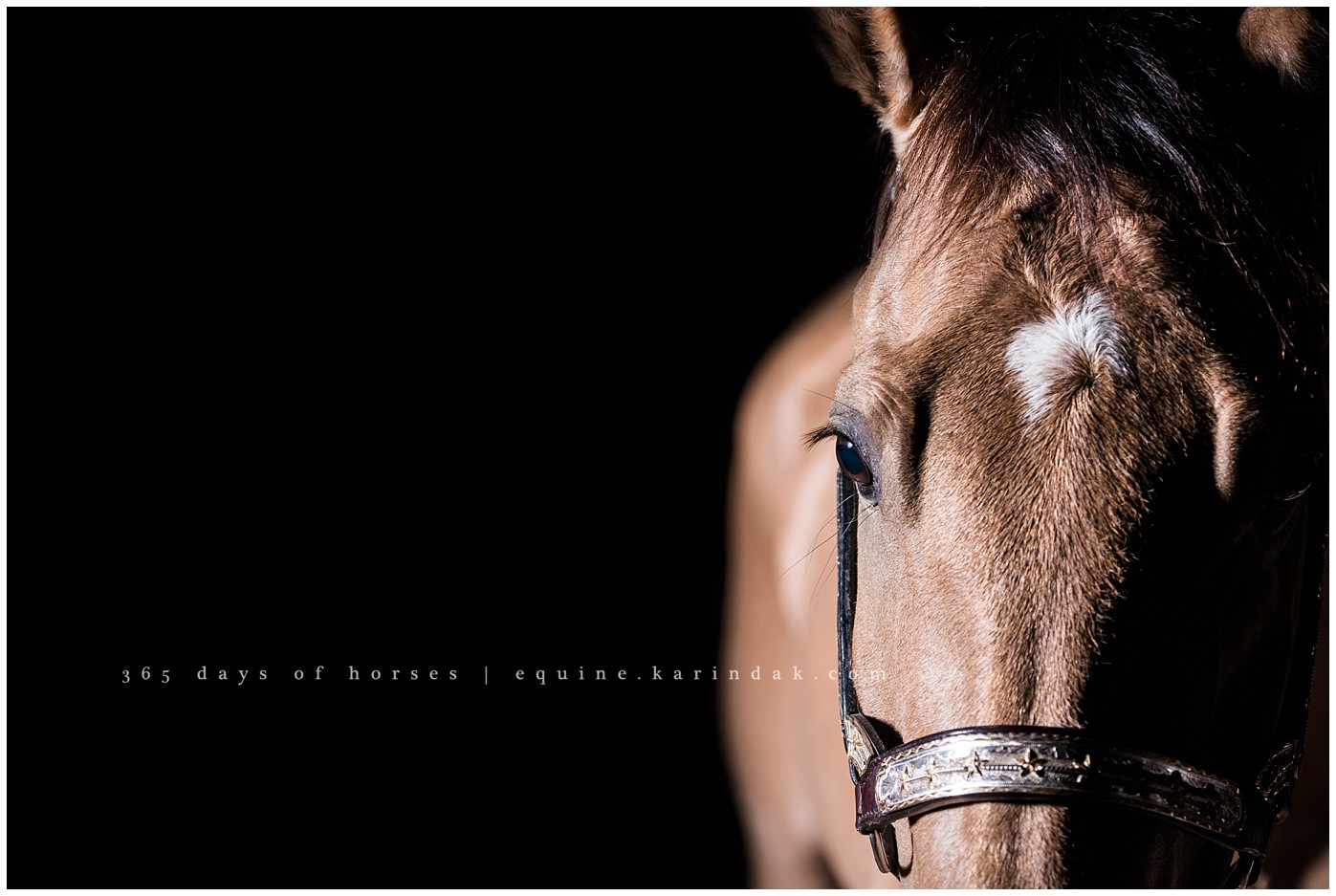 College Station Equine Photographer | Karinda K Texas Equine Photography | equine.test.karindak.com