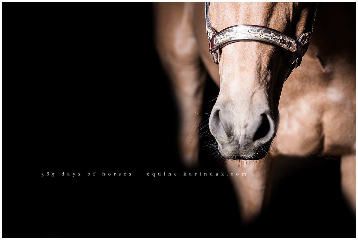 College Station Equine Photographer | Karinda K Texas Equine Photography | equine.test.karindak.com