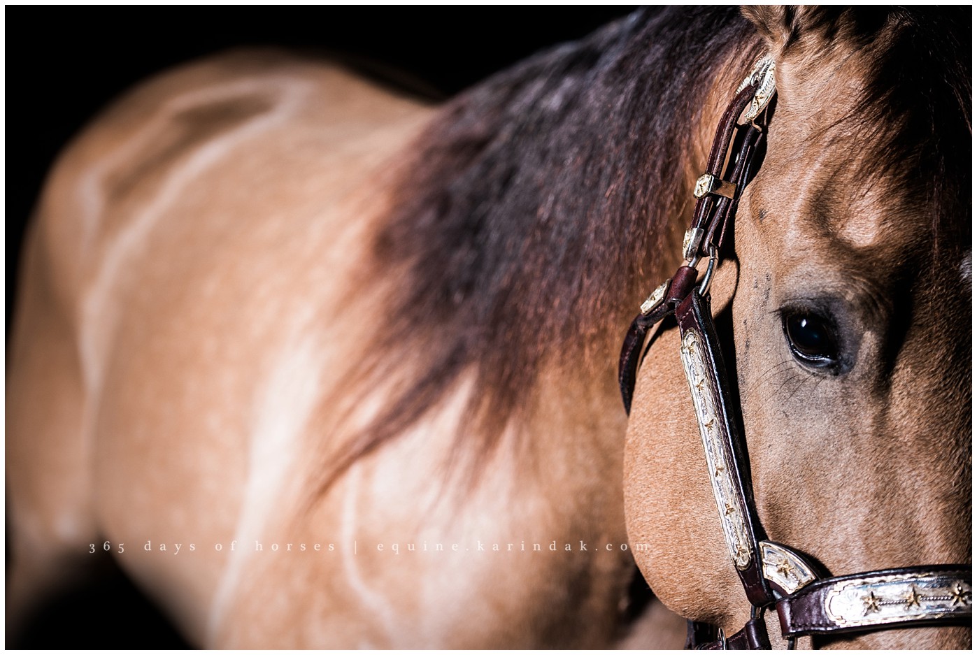 College Station Equine Photographer | Karinda K Texas Equine Photography | equine.test.karindak.com
