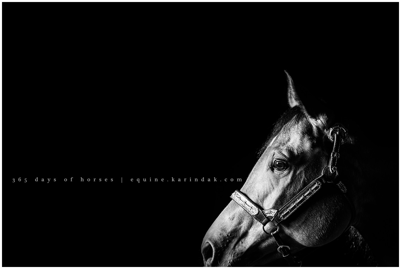 College Station Equine Photographer | Karinda K Texas Equine Photography | equine.test.karindak.com