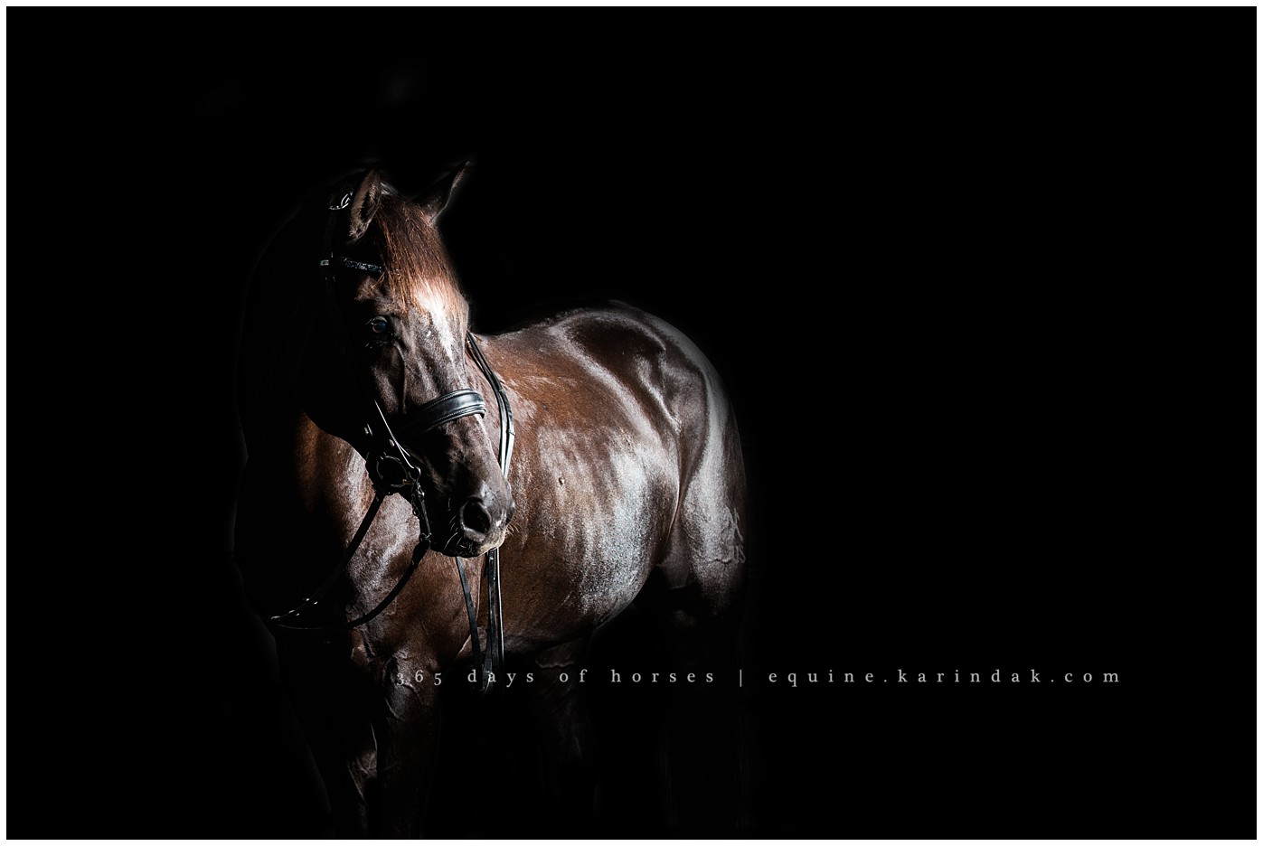 Corpus Christi Equine Photographer | Karinda K Texas Equine Photography | equine.test.karindak.com