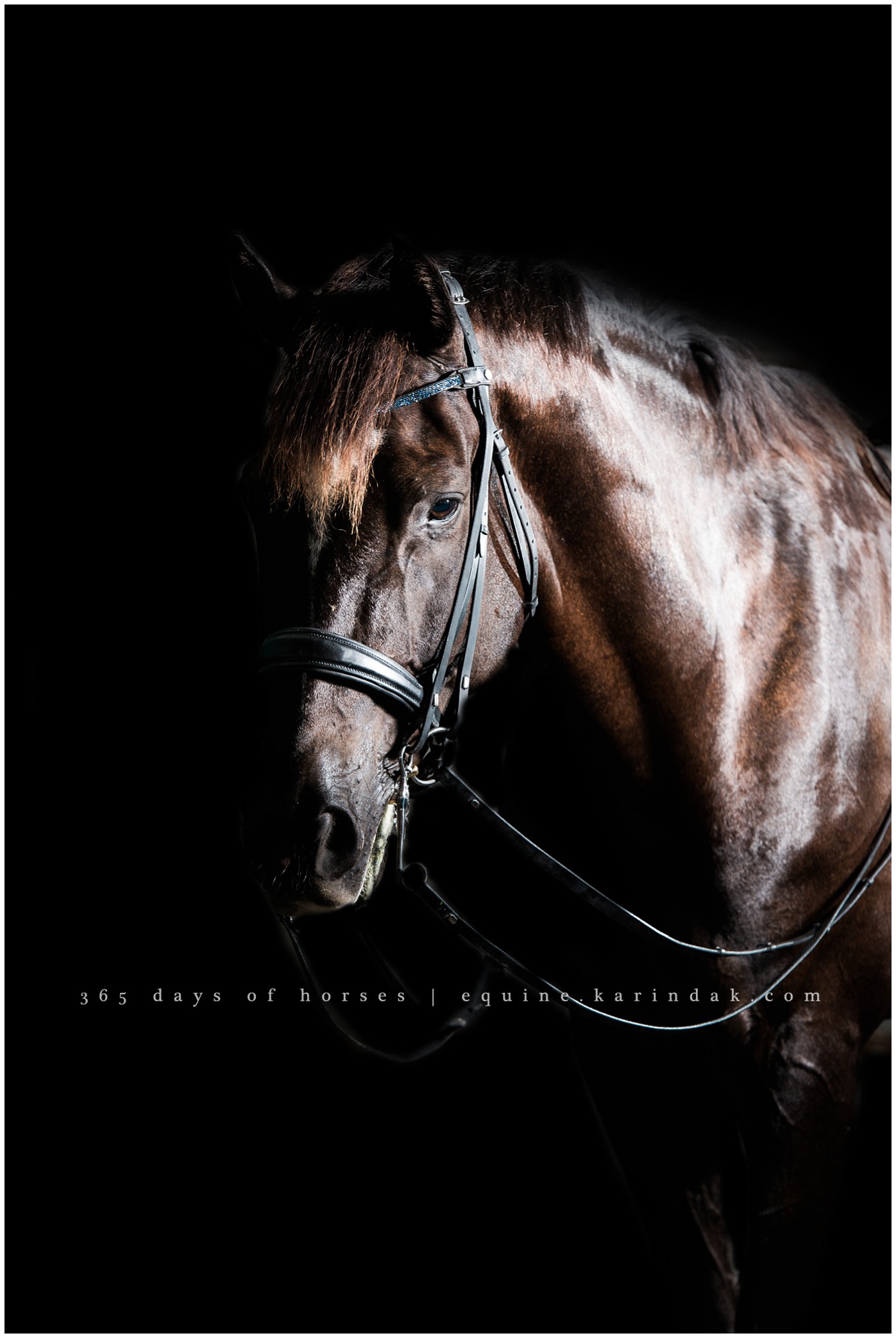 Corpus Christi Equine Photographer | Karinda K Texas Equine Photography | equine.test.karindak.com