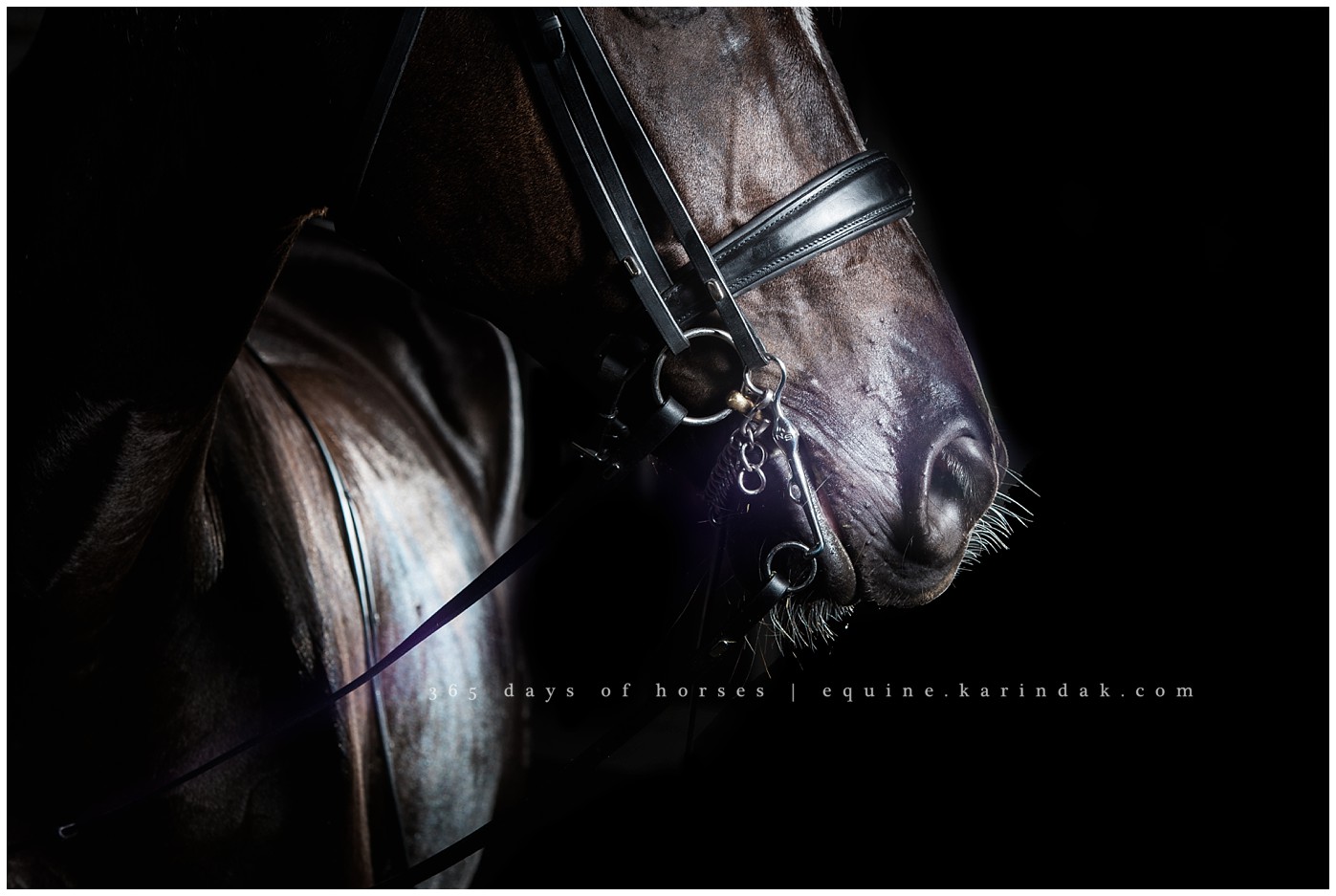 Mac Rider Double Bridle