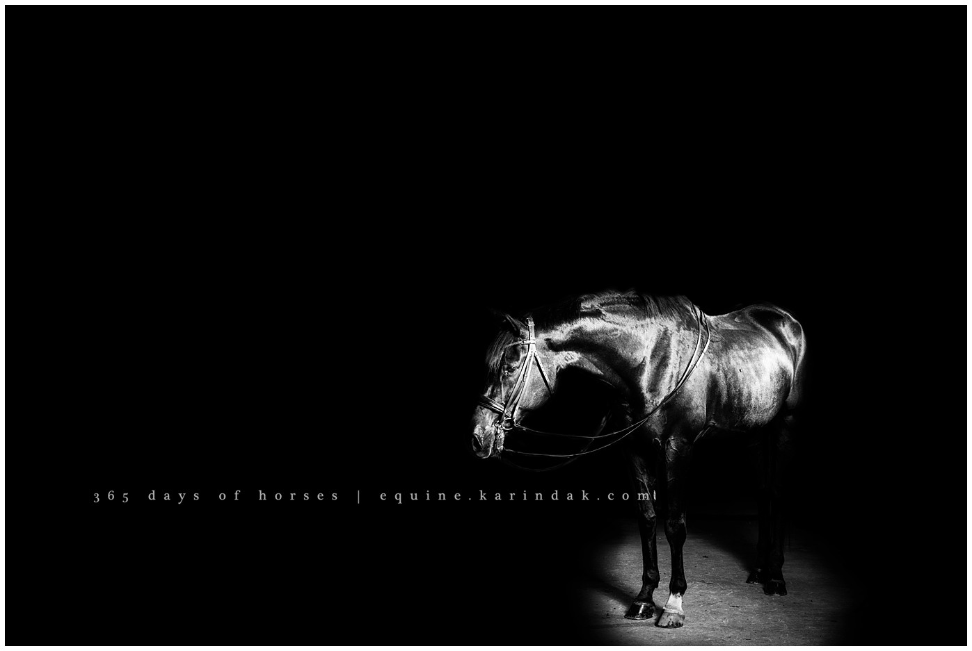 Corpus Christi Equine Photographer | Karinda K Texas Equine Photography | equine.test.karindak.com