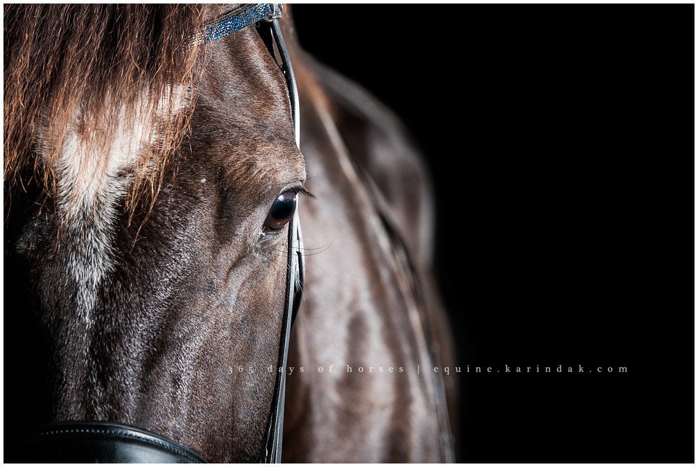 Corpus Christi Equine Photographer | Karinda K Texas Equine Photography | equine.test.karindak.com
