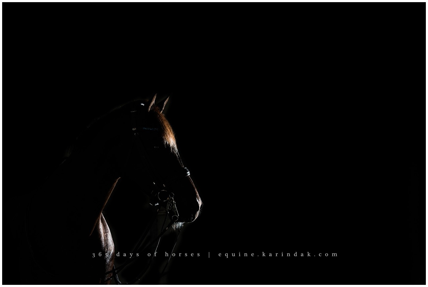 Texas Equine Photographer | Karinda K Texas Equine Photography | equine.test.karindak.com