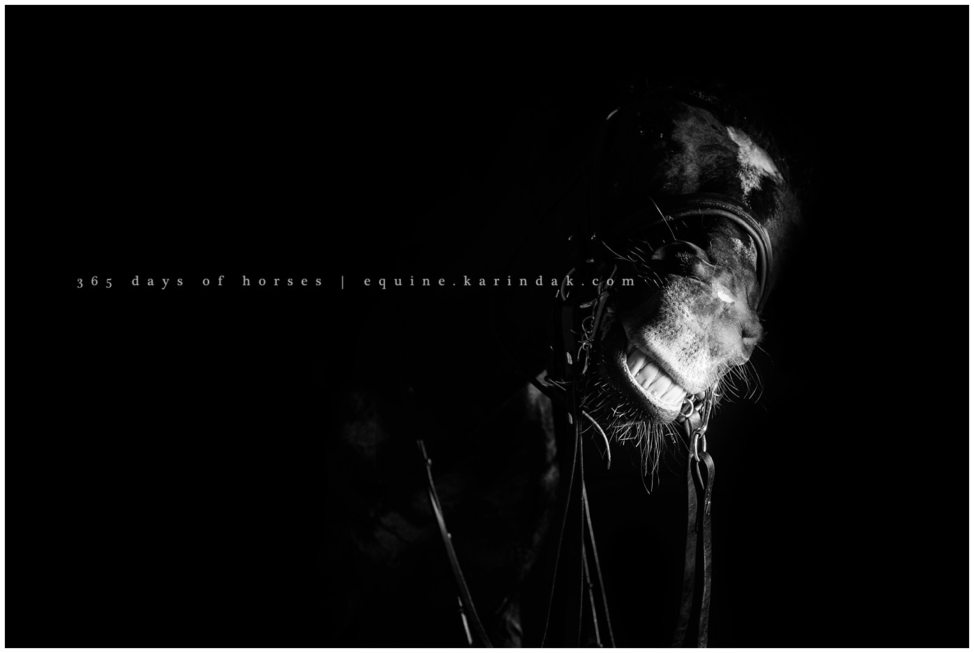 Corpus Christi Equine Photographer | Karinda K Texas Equine Photography | equine.test.karindak.com