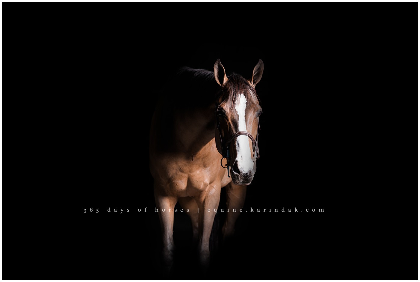 Texas Equine Photographer Great Southwest Equestrian Center