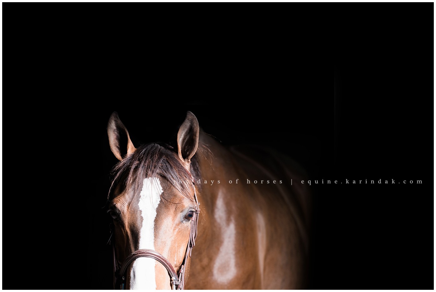 Houston Equine Photographer | Karinda K Texas Equine Photography | equine.test.karindak.com 