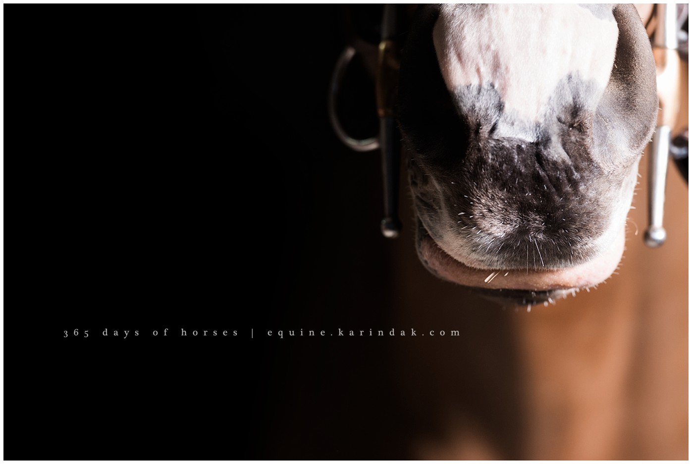 Texas Equine Photographer | Karinda K Texas Equine Photography | equine.test.karindak.com