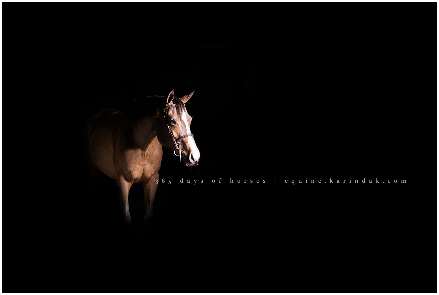 Houston Equine Photographer | Karinda K Texas Equine Photography | equine.test.karindak.com