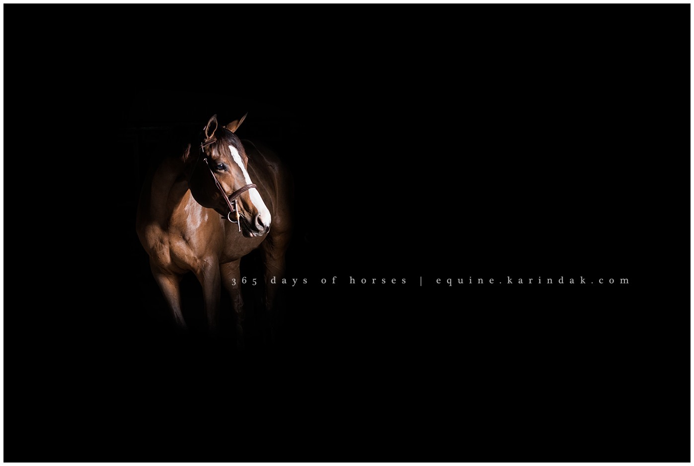 Texas Equine Photographer | Karinda K Texas Equine Photography | equine.test.karindak.com