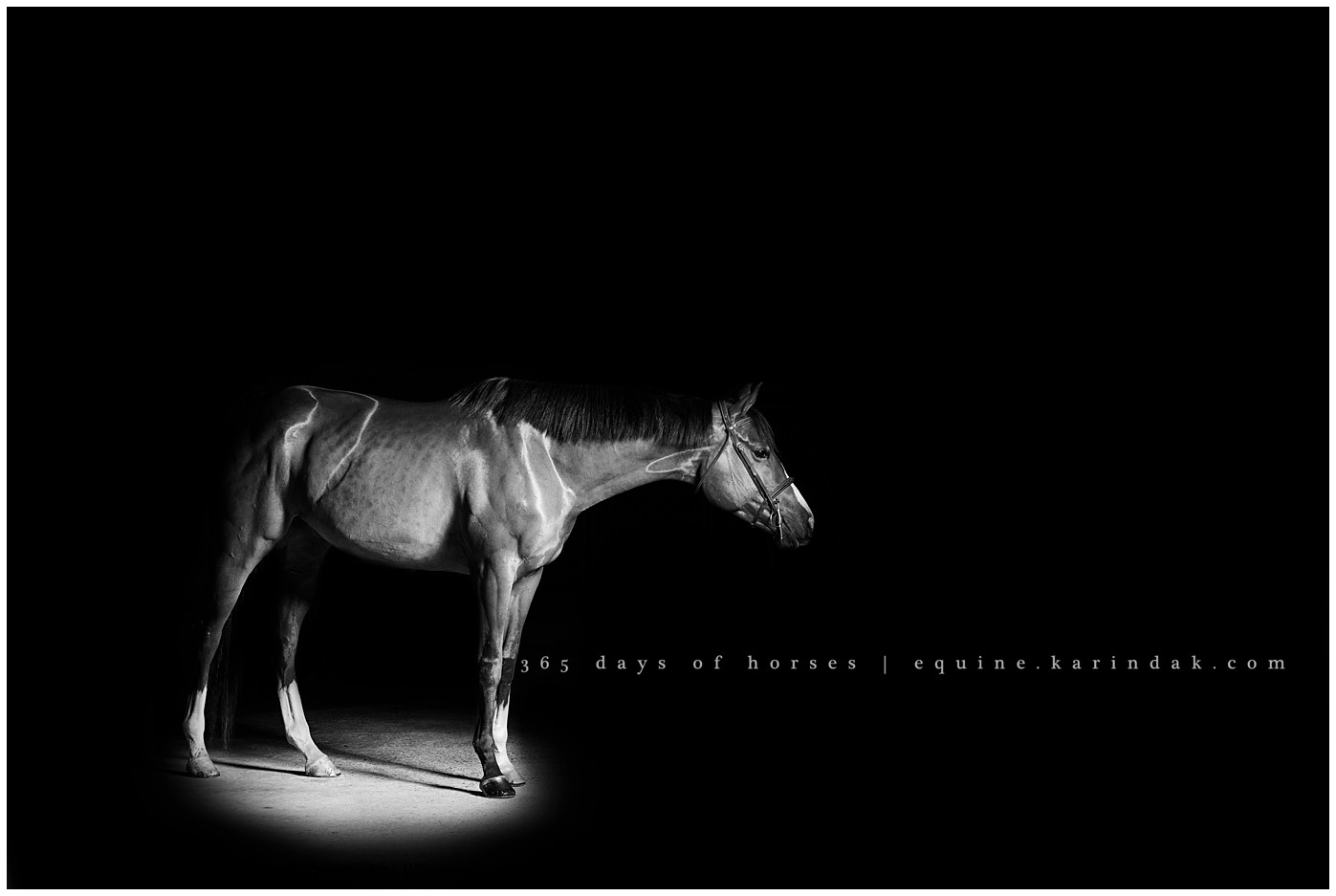 Texas Equine Photographer | Karinda K Texas Equine Photography | equine.test.karindak.com