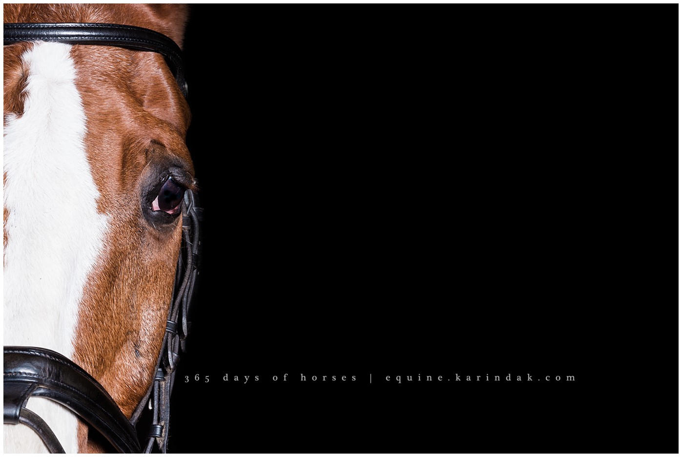 Texas Equine Photography | Karinda K Texas Equine Photography | equine.test.karindak.com