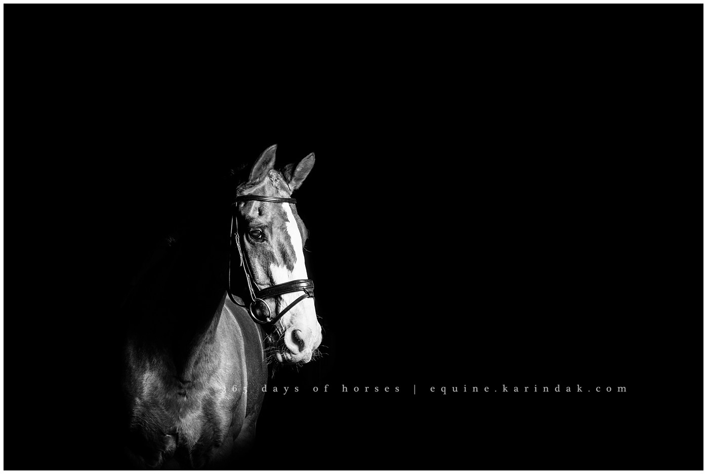 Texas Equine Photographer | Karinda K Texas Equine Photography | equine.test.karindak.com