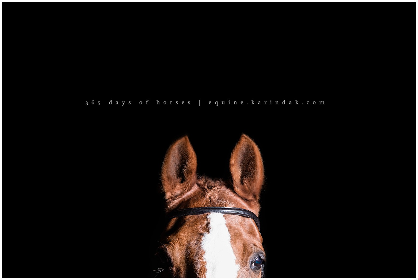 Kentucky Equine Photographer