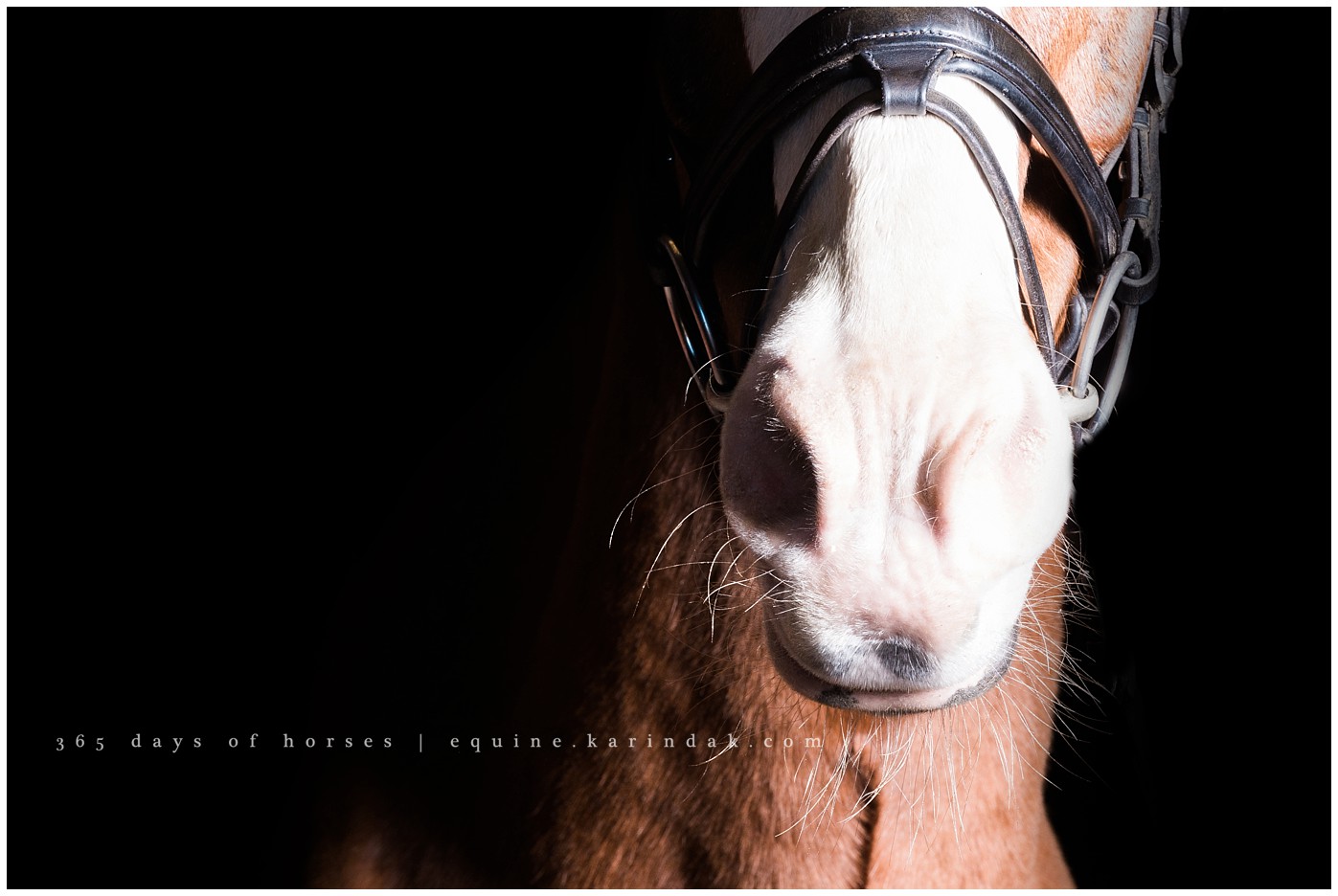 Texas Equine Photographer | Karinda K Texas Equine Photography | equine.test.karindak.com