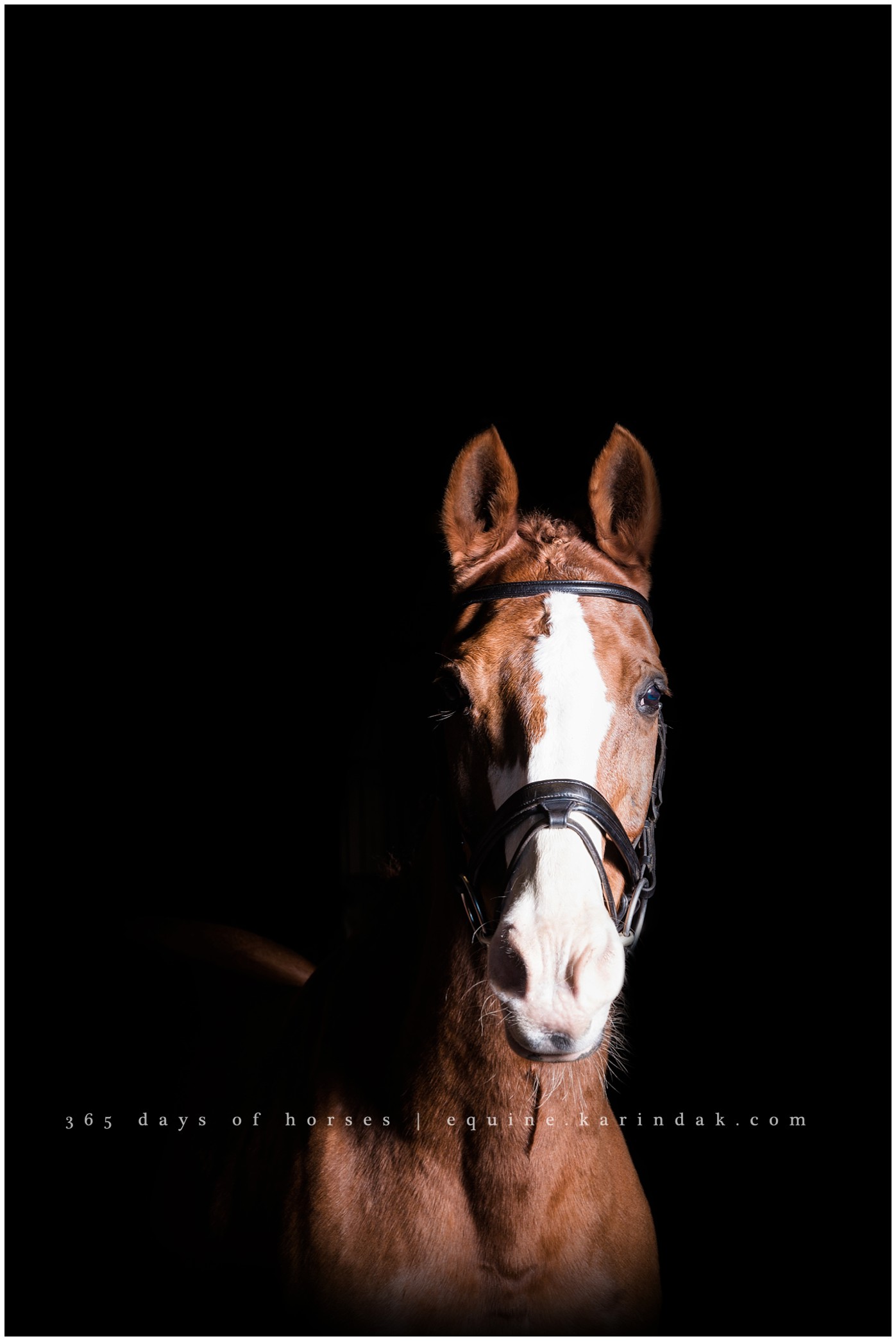 Texas Equine Photography | Karinda K Texas Equine Photography | equine.test.karindak.com