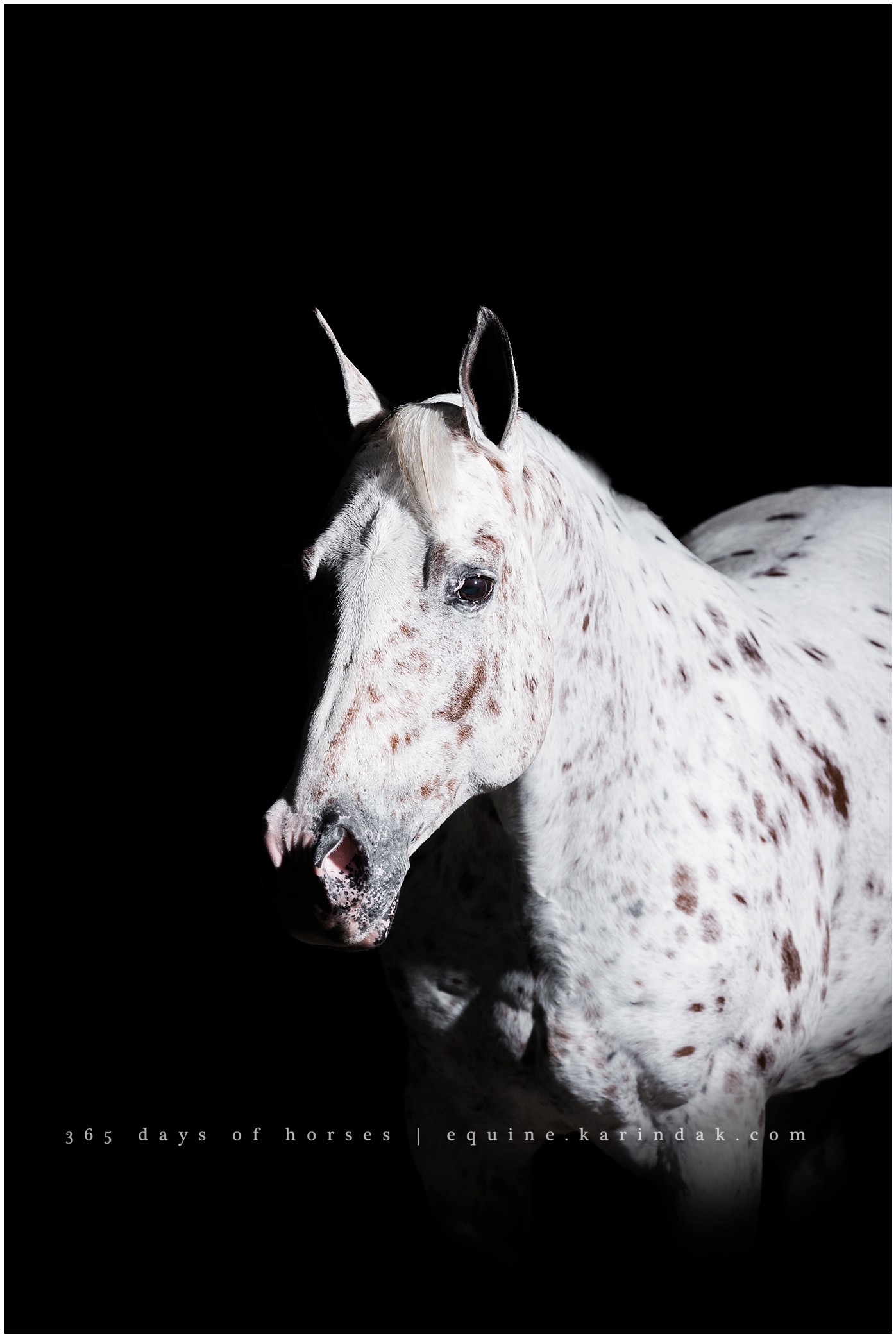 Texas Equine Photographer | Karinda K Texas Equine Photography | equine.test.karindak.com