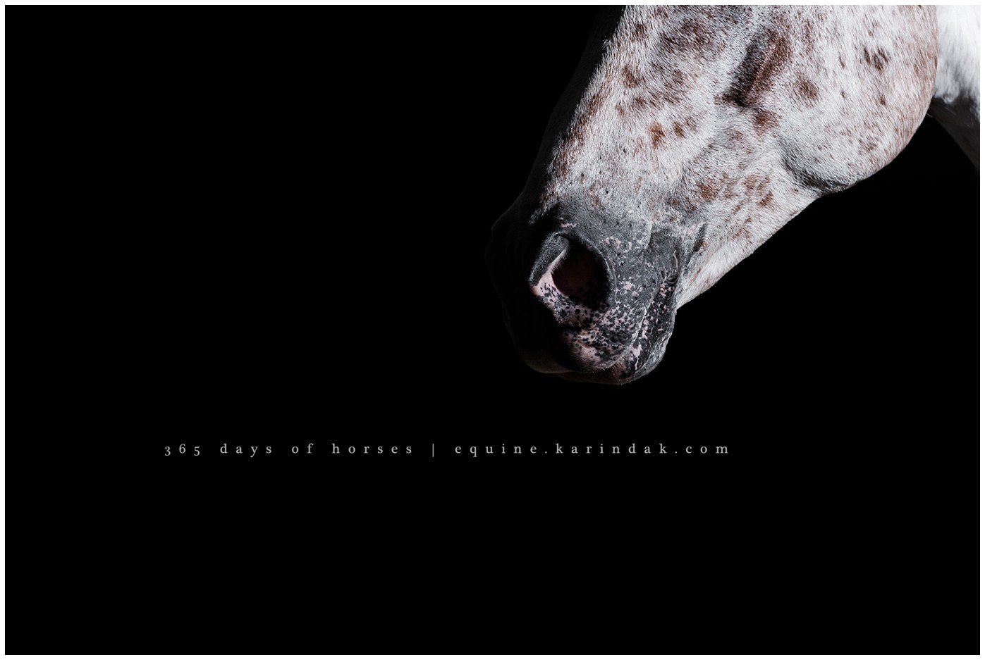 Corpus Christi Equine Photographer | Karinda K Texas Equine Photography | equine.test.karindak.com