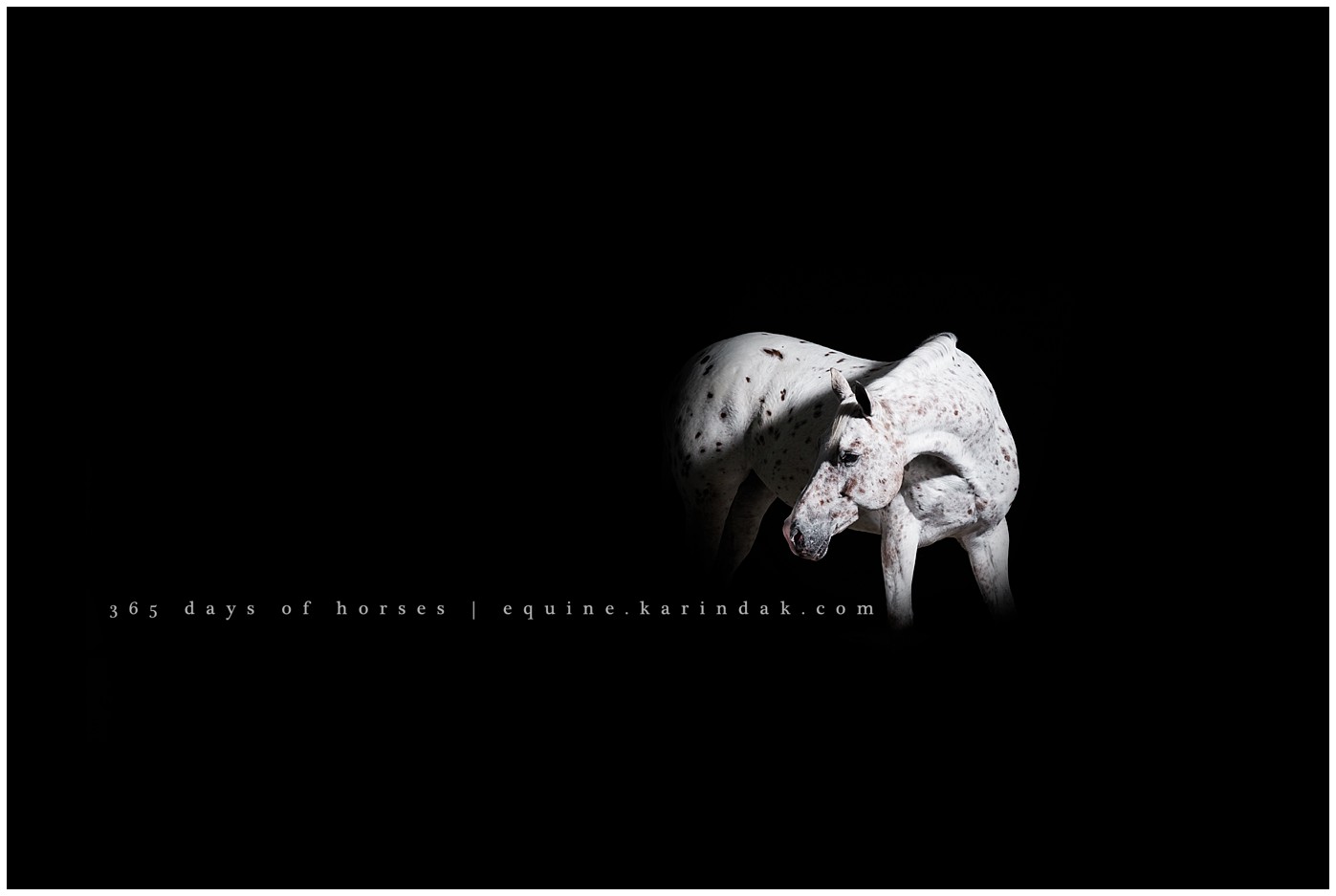 Texas Equine Photographer | Karinda K Texas Equine Photography | equine.test.karindak.com