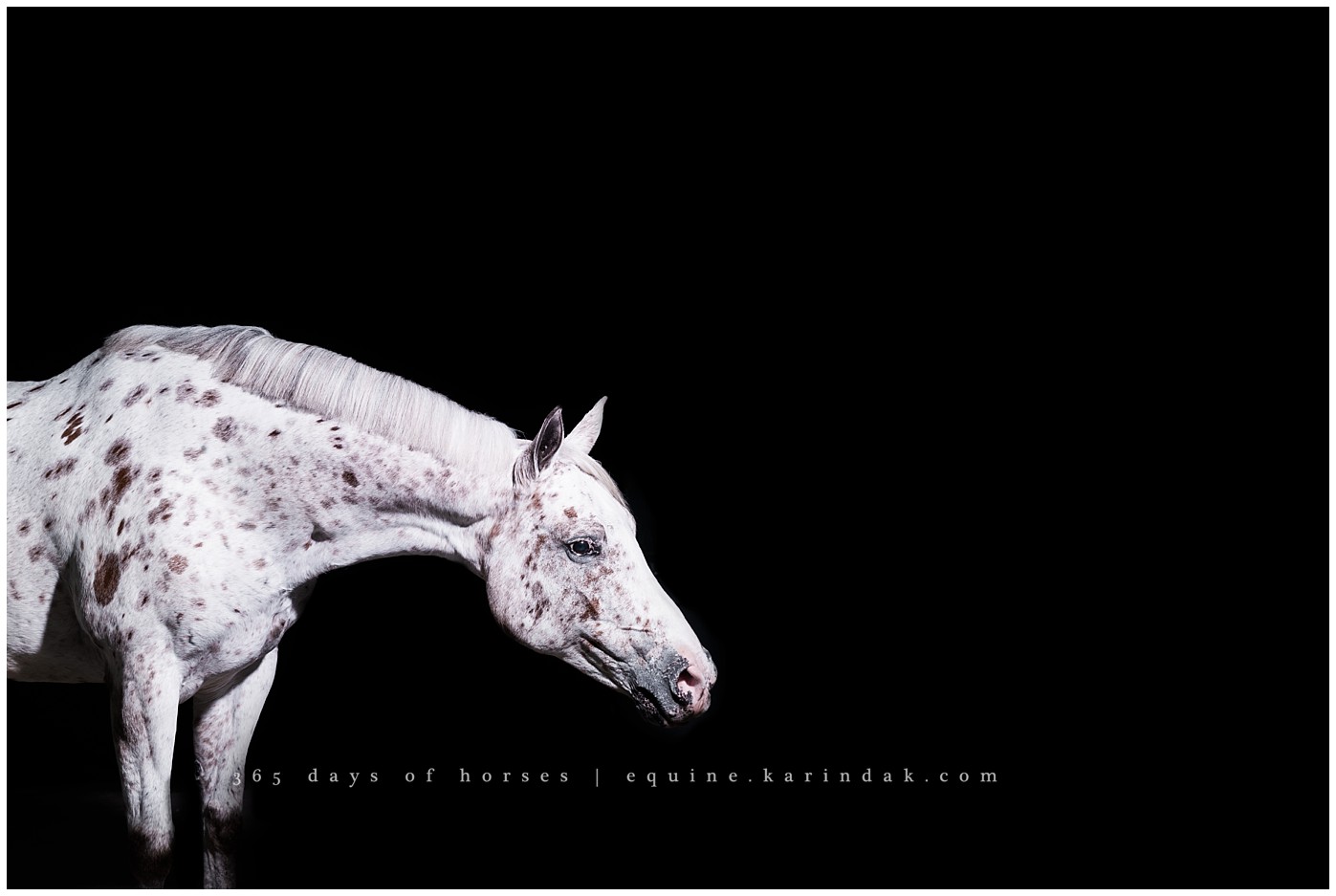 Texas Equine Photographer | Karinda K Texas Equine Photography | equine.test.karindak.com