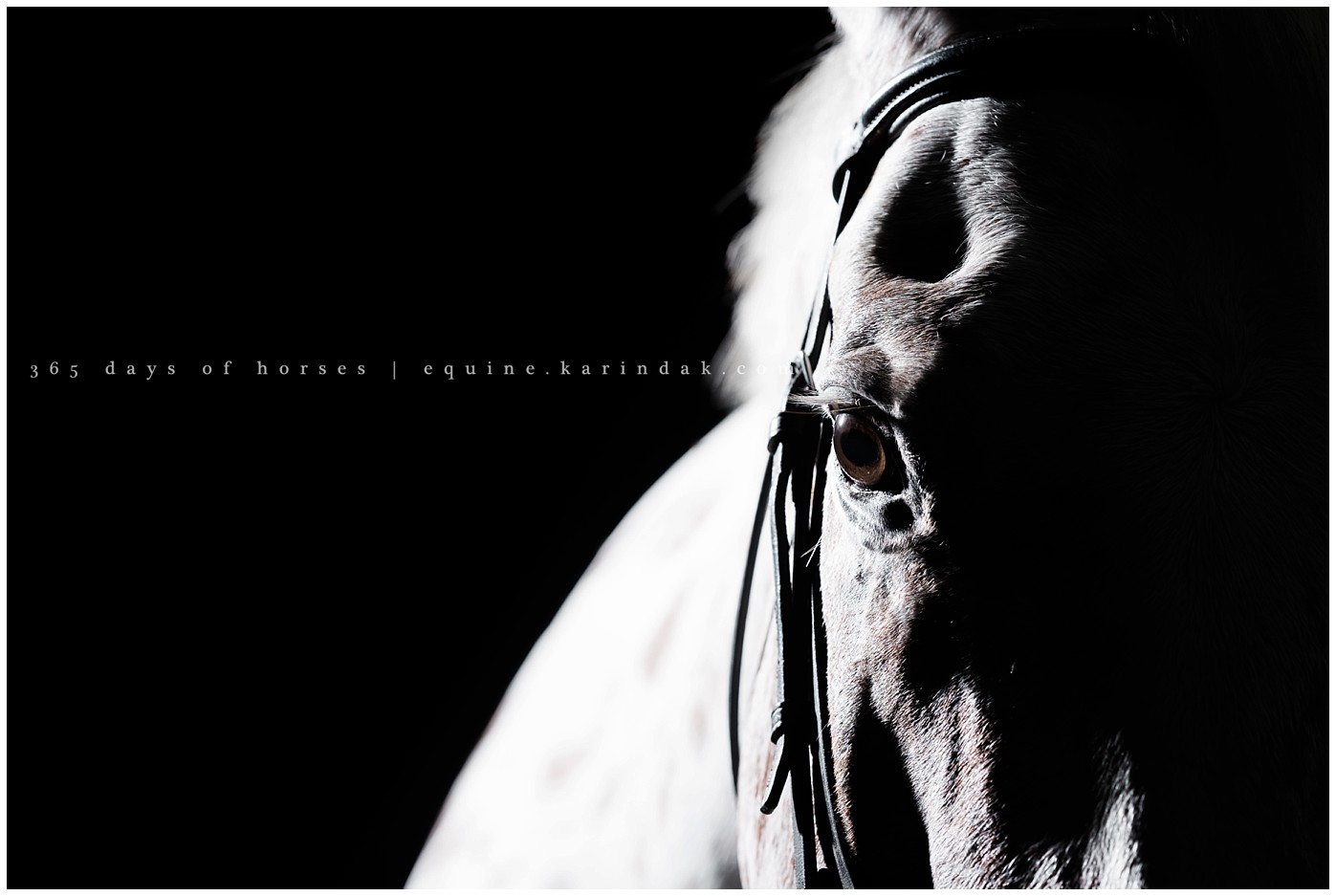 Texas Equine Photographer | Karinda K Texas Equine Photography | equine.test.karindak.com