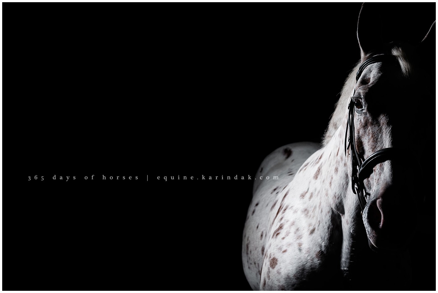 Texas Equine Photographer | Karinda K Texas Equine Photography | equine.test.karindak.com