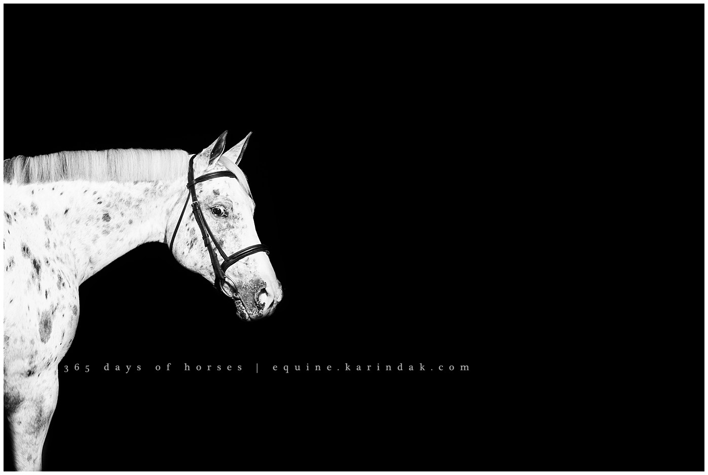 Texas Equine Photographer | Karinda K Texas Equine Photography | equine.test.karindak.com