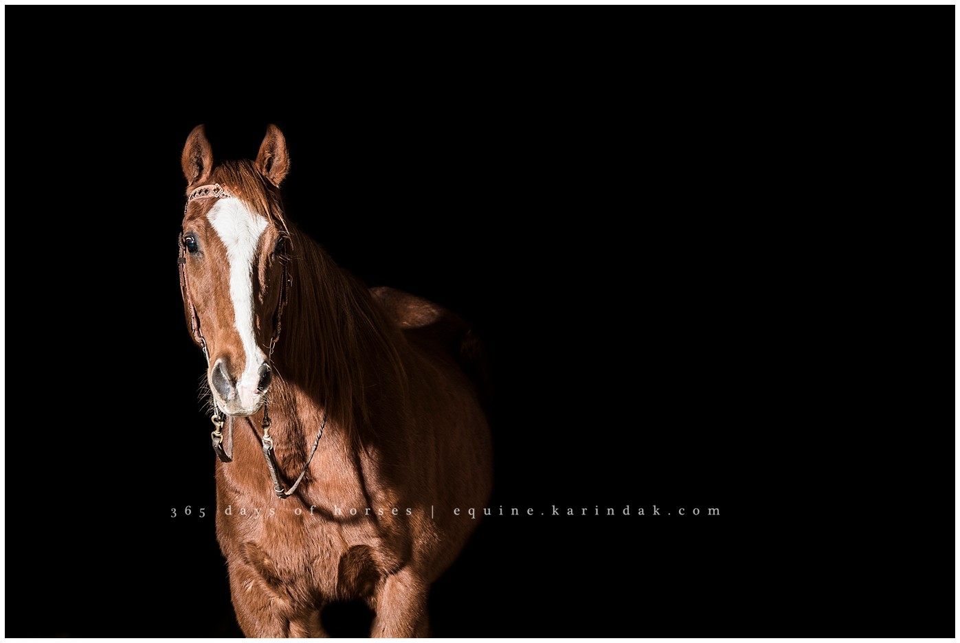 Texas Equine Photographer | Karinda K Texas Equine Photography | equine.test.karindak.com