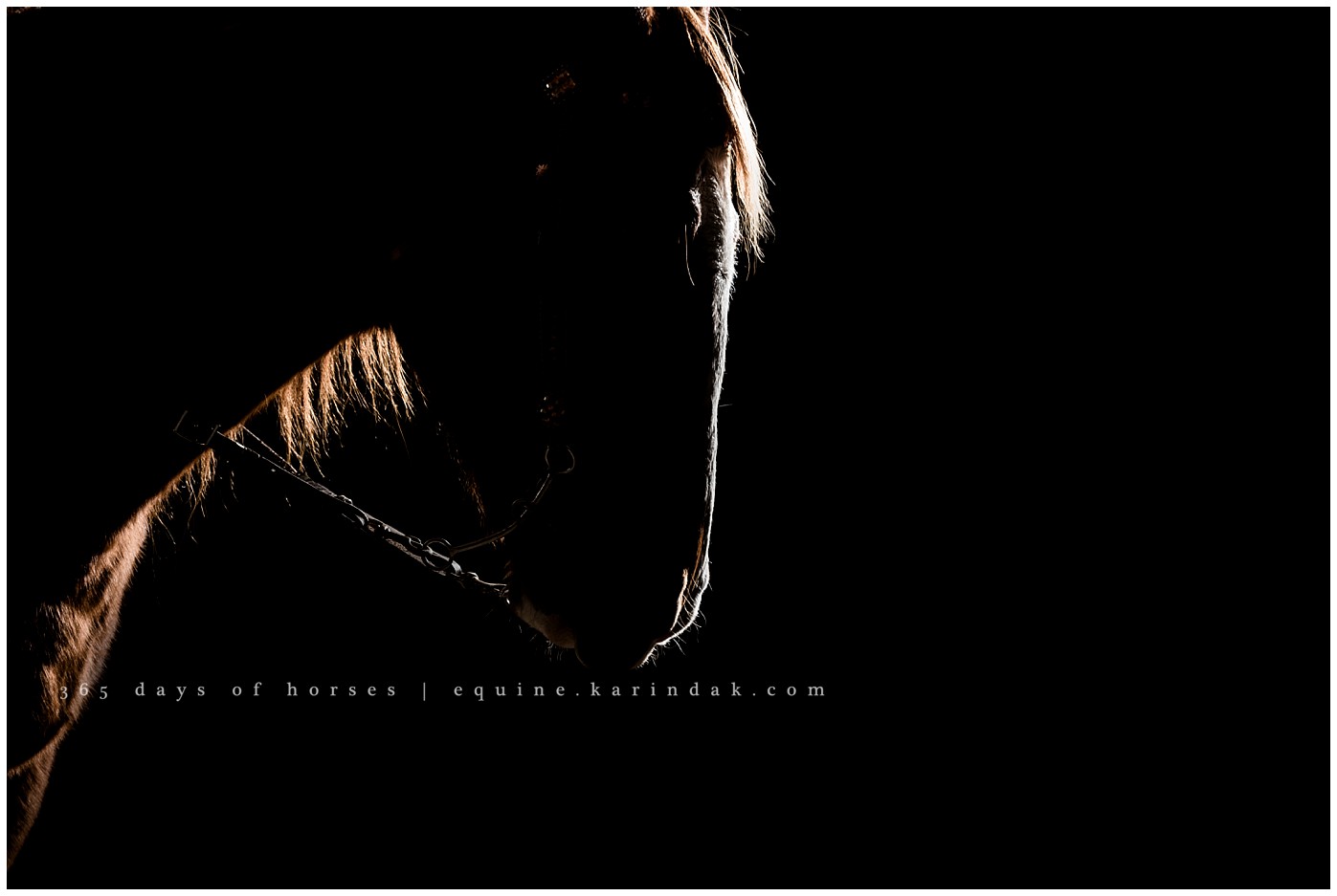 Texas Equine Photographer | Karinda K Texas Equine Photography | equine.test.karindak.com