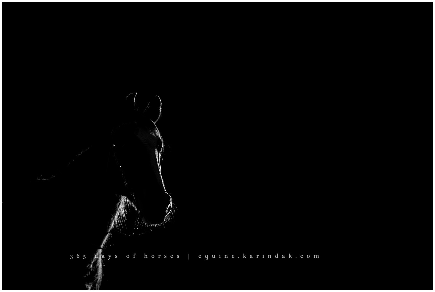 Austin Equine Photographer | Karinda K Texas Equine Photography | equine.test.karindak.com