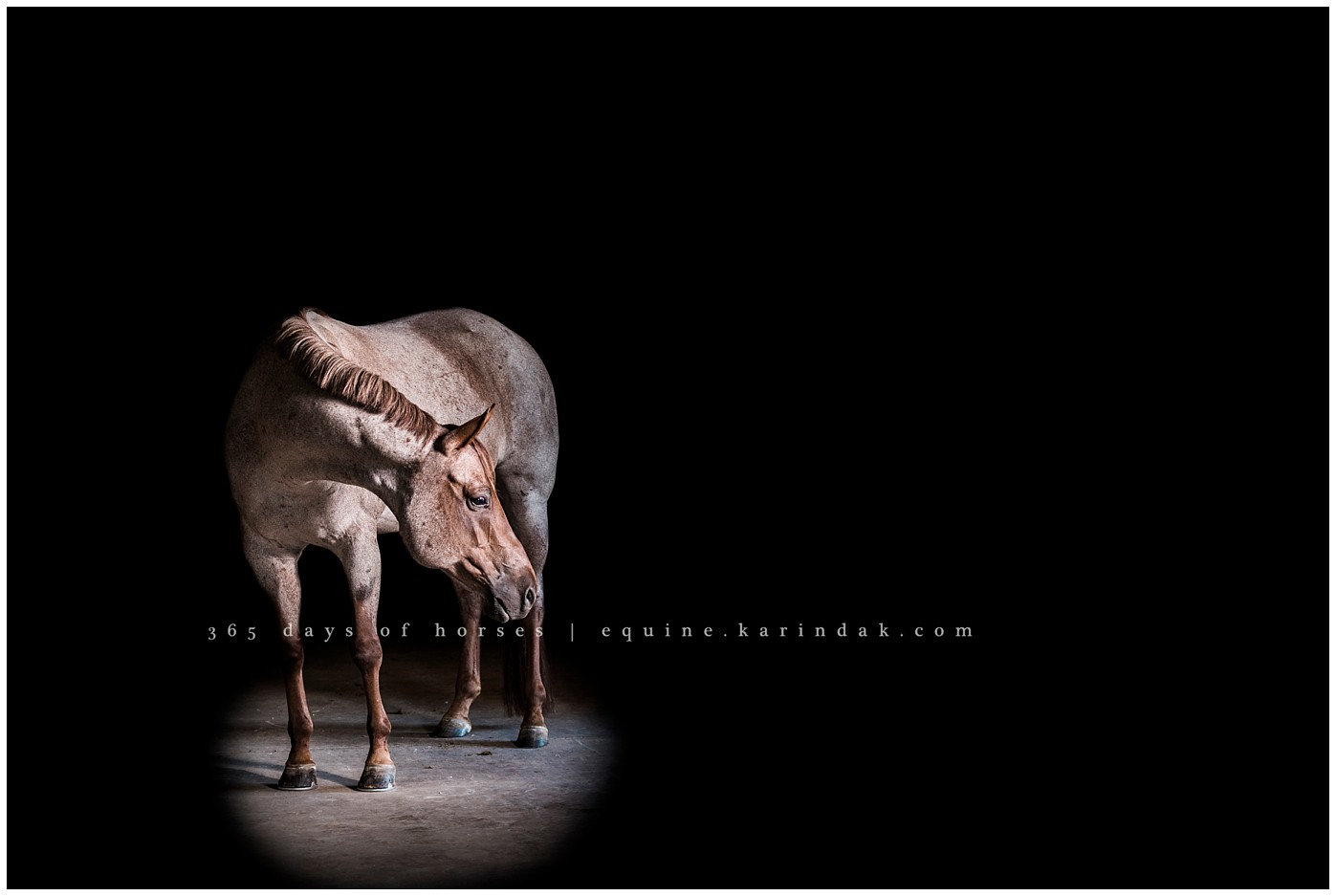 Texas Equine Photographers | Karinda K Texas Equine Photography | equine.test.karindak.com