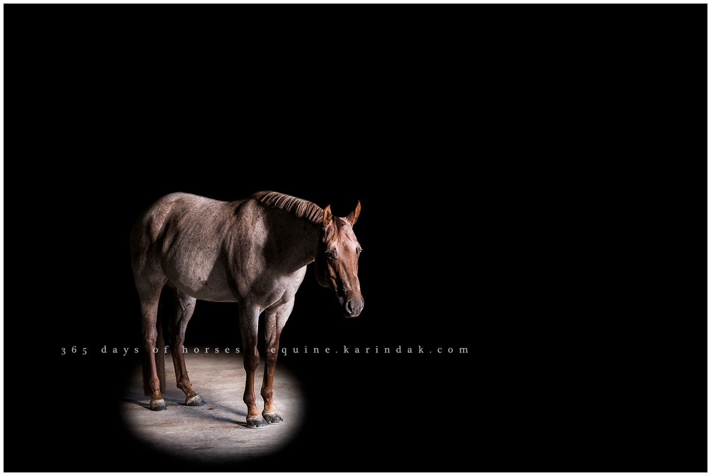 Texas Equine Photographers | Karinda K Texas Equine Photography | equine.test.karindak.com