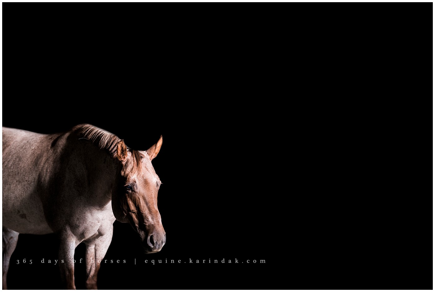 Texas Equine Photographers | Karinda K Texas Equine Photography | equine.test.karindak.com