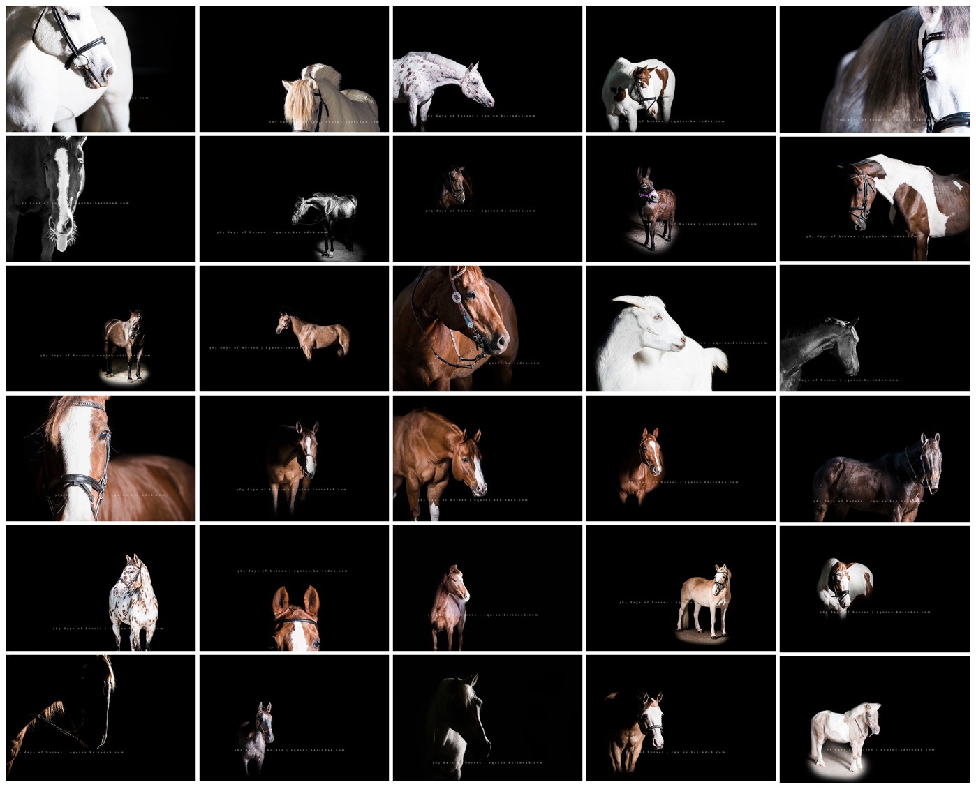 365 Days of Horses Texas Equine Photographer
