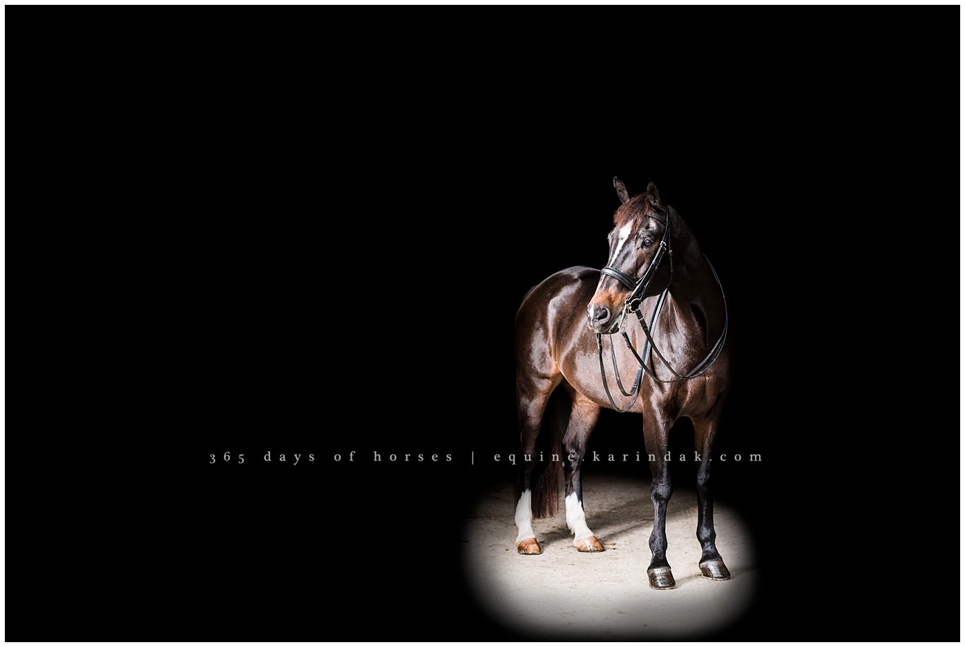 Texas Equine Photographer | Karinda K Texas Equine Photography | equine.test.karindak.com