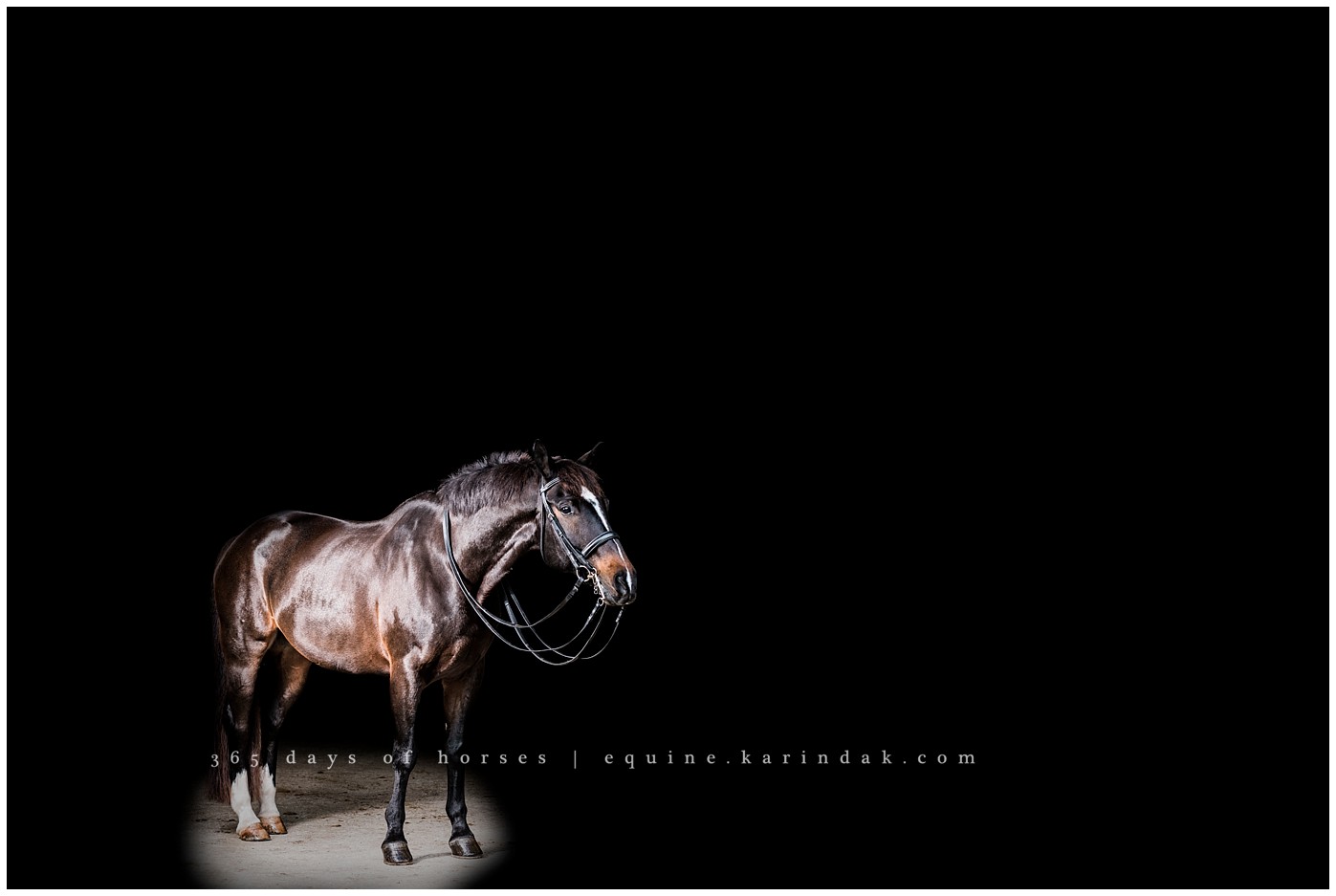 Texas Equine Photographer | Karinda K Texas Equine Photography | equine.test.karindak.com