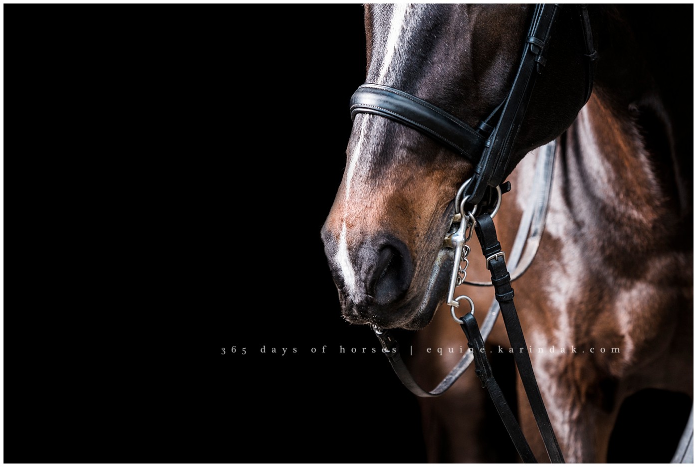 Texas Equine Photographer | Karinda K Texas Equine Photography | equine.test.karindak.com