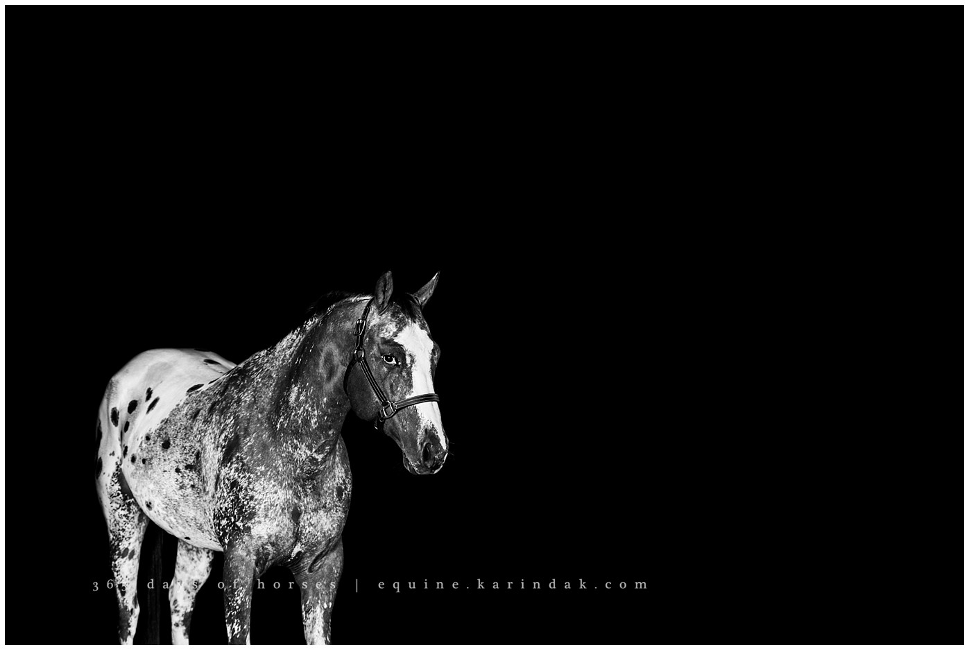 San Antonio Equine Photographer | Karinda K Texas Equine Photography | equine.test.karindak.com