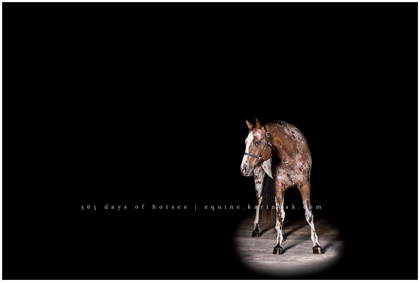 San Antonio Equine Photographer | Karinda K Texas Equine Photography | equine.test.karindak.com