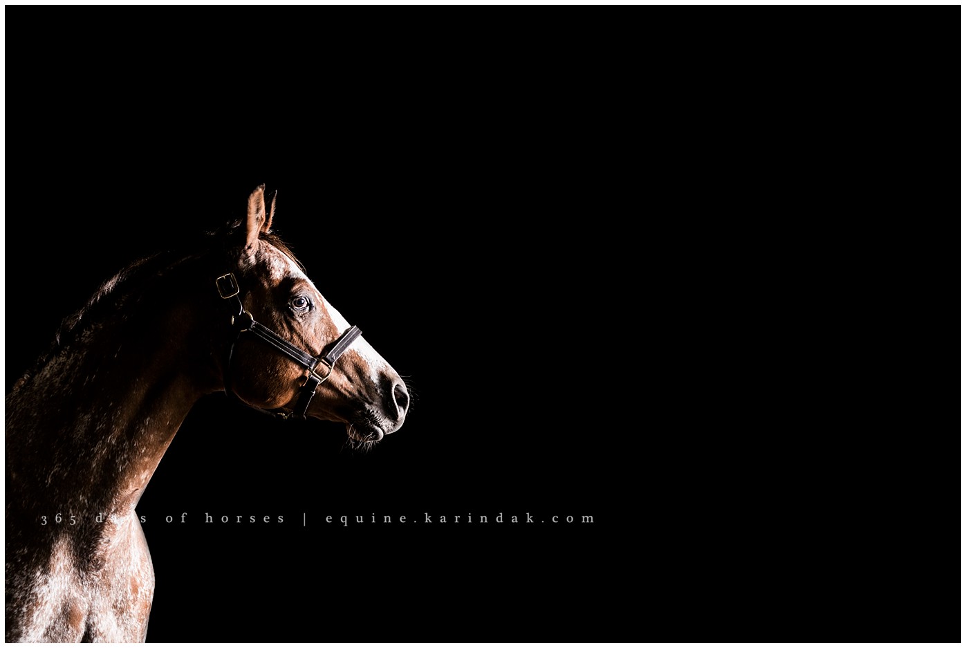 San Antonio Equine Photographer | Karinda K Texas Equine Photography | equine.test.karindak.com